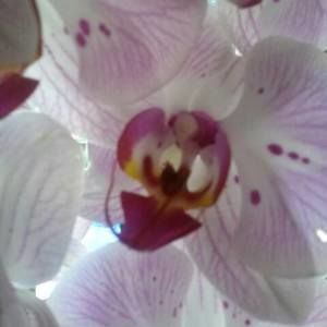 Meet your Posher, Martha